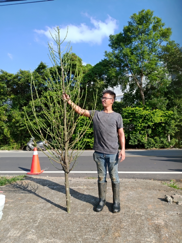 jeff的第二张照片--永安婚介网